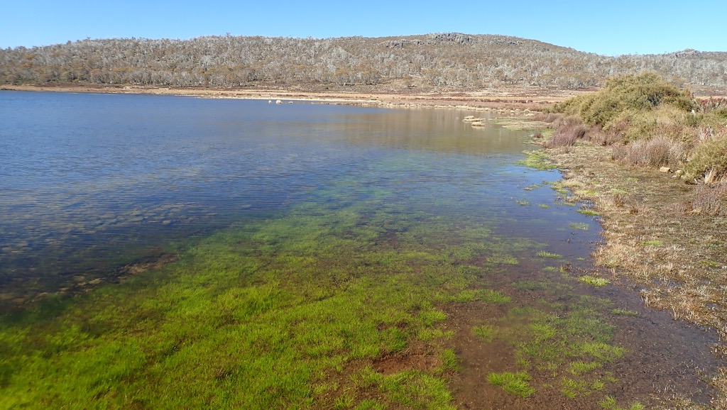 Tasmanian Western Lakes - clear and full of wild brown trout.  Catching them isn't always easy though
