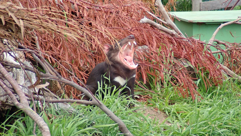 Tasmanian Devil